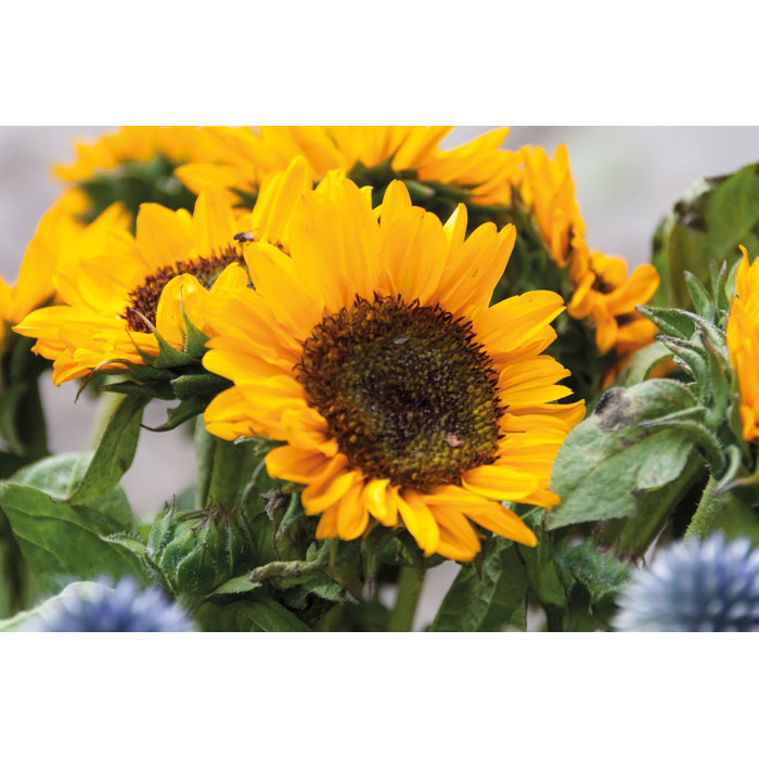 GIRASOL - Zonnebloemzaadjes in envelop